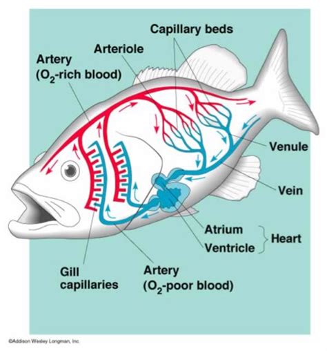 fish circulatory system|Three.